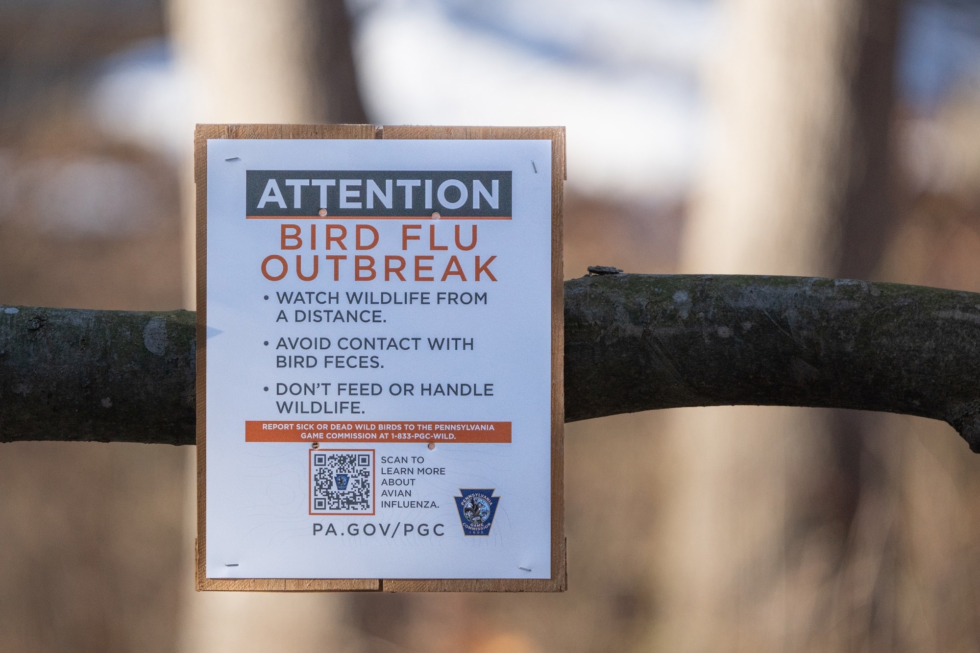 Genomic analysis reveals how bird flu jumped from wild birds to poultry and people