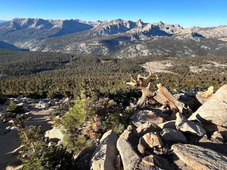 “It Made No Sense” – Scientist Discovers California’s New Highest Tree