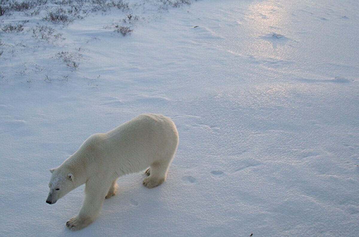 Manage people more and bears less, say Indigenous elders in world’s ‘polar bear capital’
