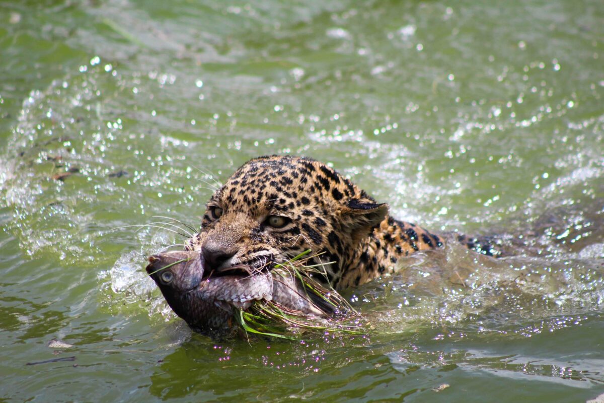 How Costa Rica’s ranchers contribute to jaguar and puma conservation