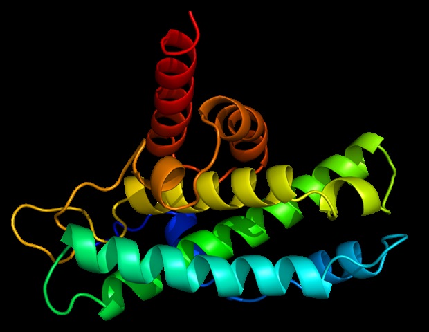 Researchers solve longstanding mystery of protein release in cells