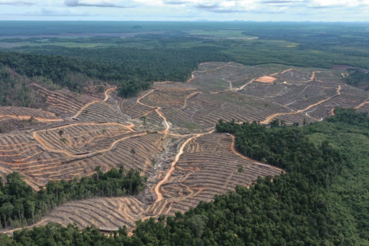 Deforestation and fires persist in Indonesia’s pulpwood and biomass plantations