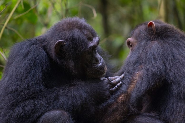 New Clues to the Origins of Human Medicine: Chimpanzees Caught Healing Each Other’s Wounds in the Wild