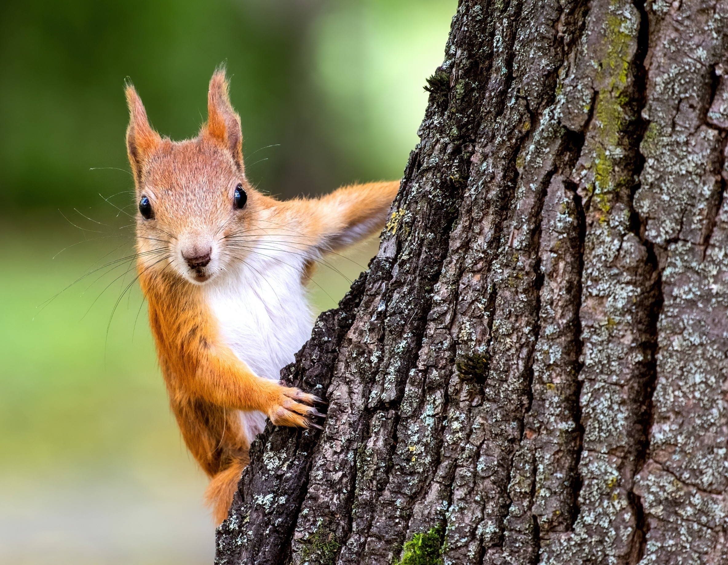 Life’s hidden pattern: Why most species are rare and others are not
