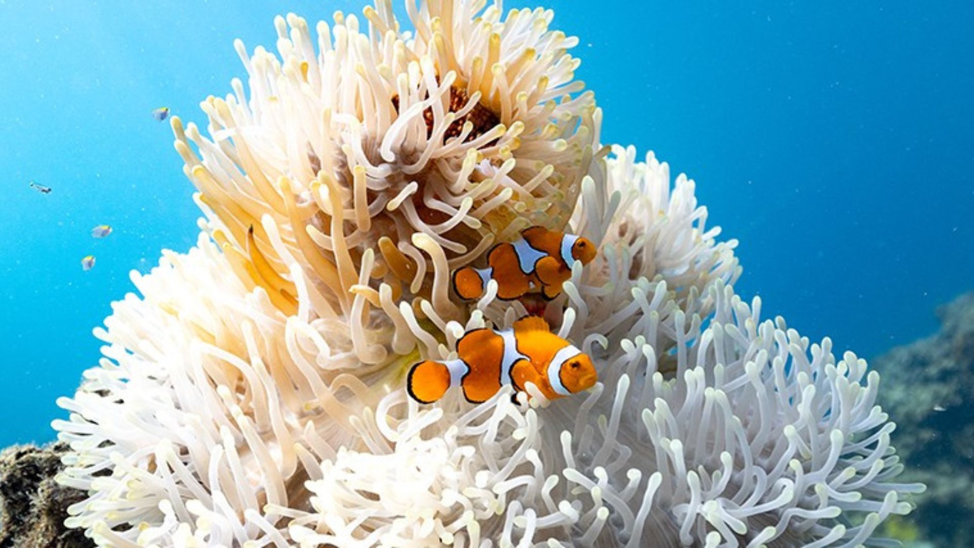 Finding smaller Nemo? Clownfish shrink to survive ocean heatwaves, finds study