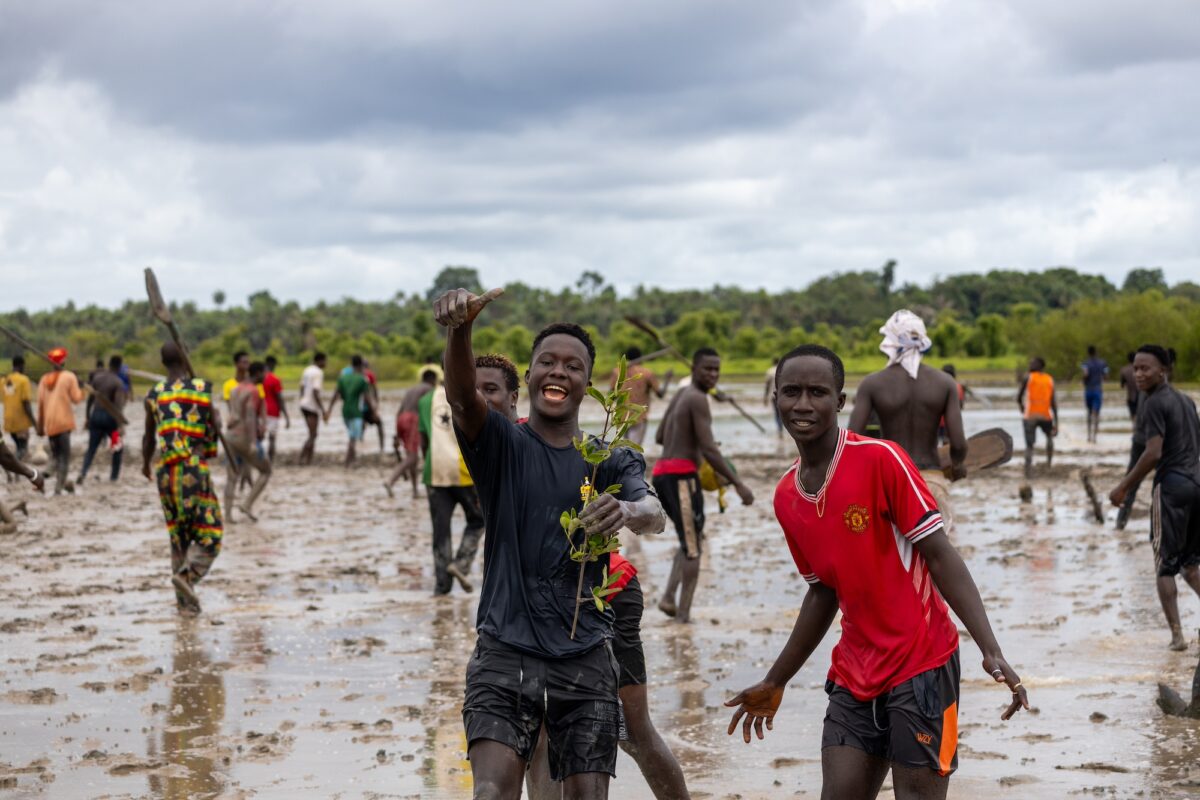 Guinea-Bissau’s grassroots efforts offer a blueprint for global mangrove restoration (commentary)
