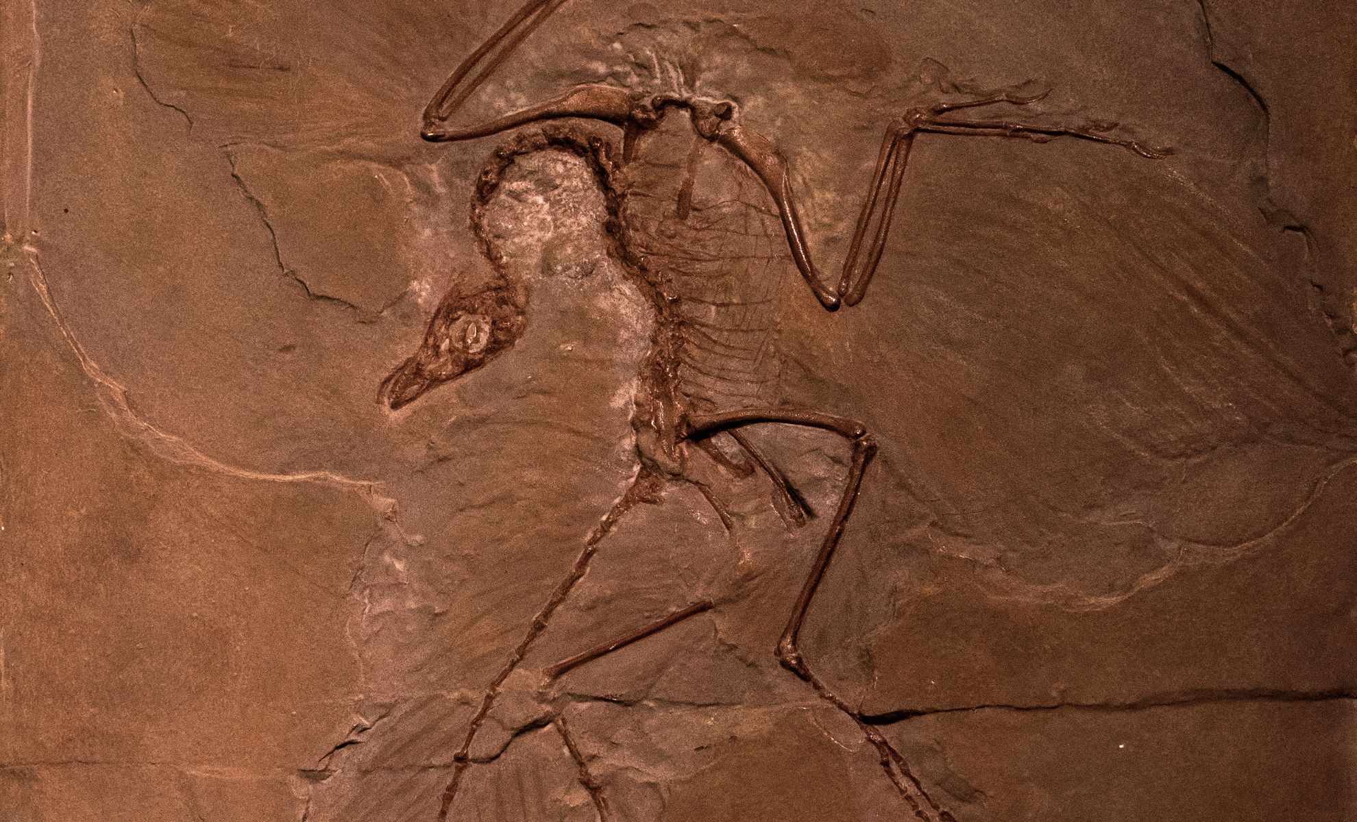 Archaeologists Stunned by Skull of Giant Extinct Bird Found in Australian Desert