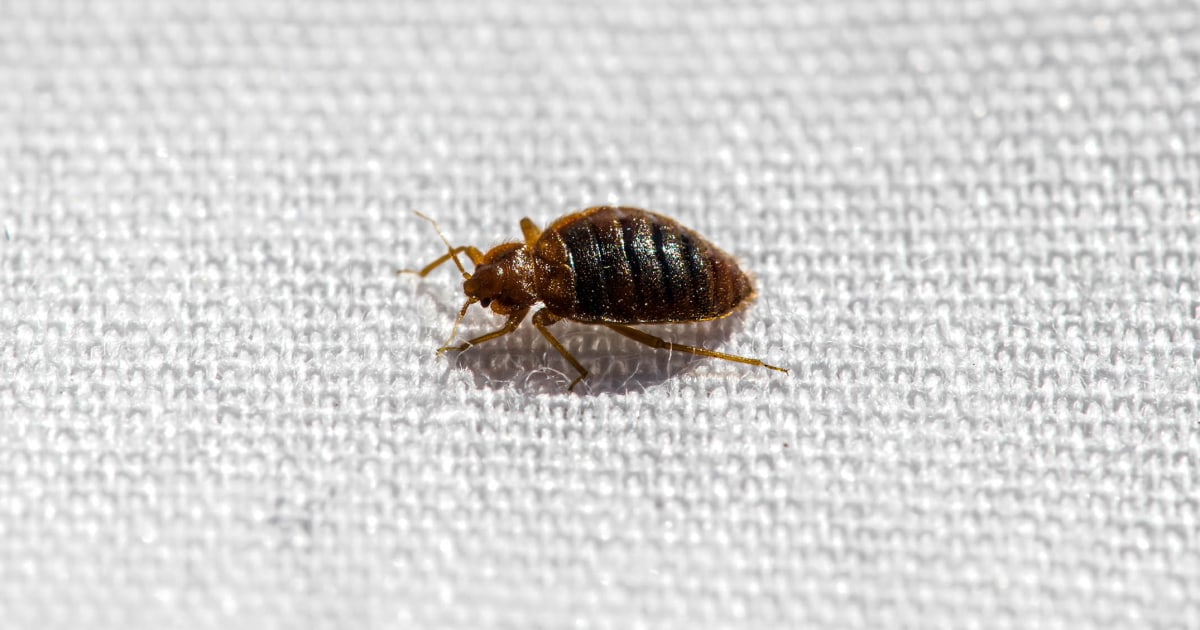 Humanity’s ‘first true urban pest’ has been biting for 60,000 years, study shows