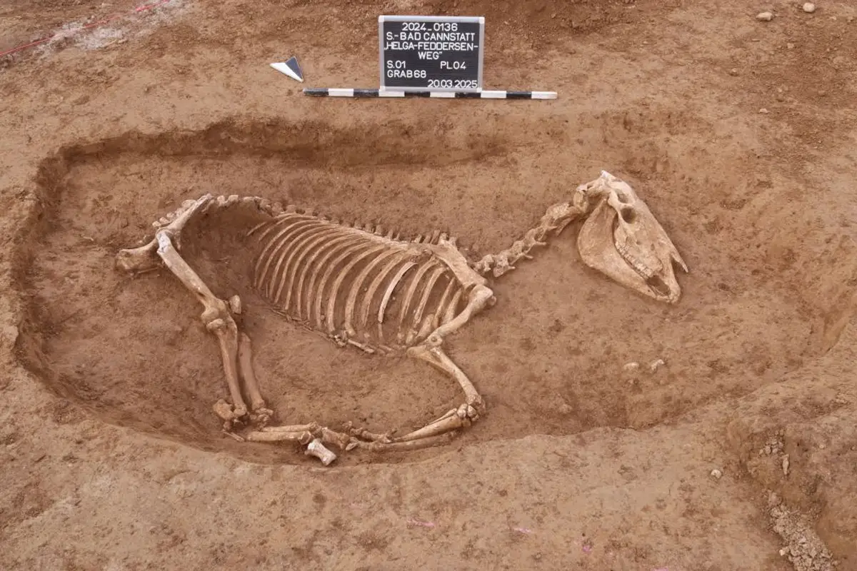 1,800-year-old cemetery for Roman calvary horses discovered in Stuttgart suburb