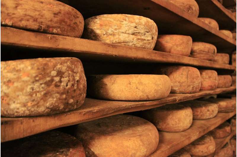 Researchers work on optimizing plant-based dairy