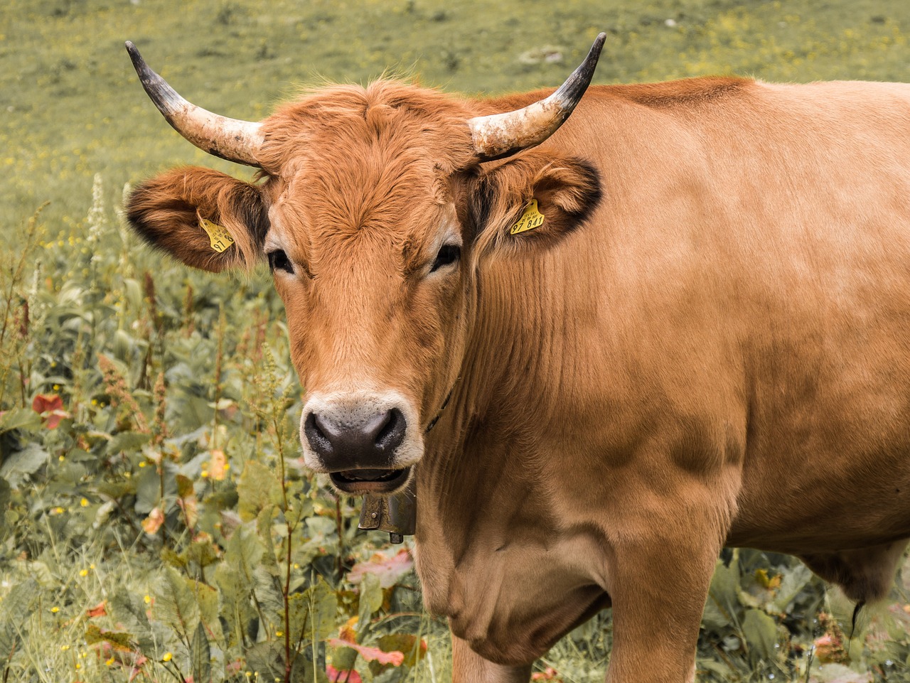 Climate Report Urges Emission Cuts in Brazil’s Beef Supply Chain