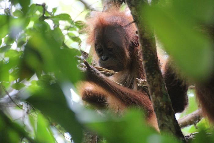 Wild vs. Captive: How Setting Shapes Orangutan Behavior