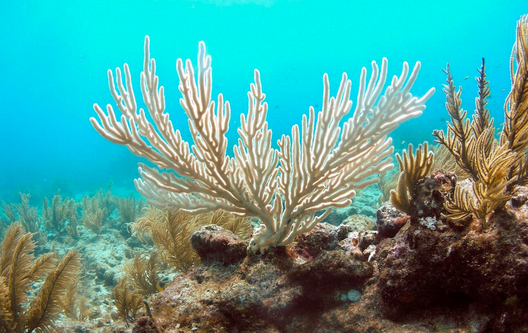 Global Bands of Heat are Forming in the Oceans