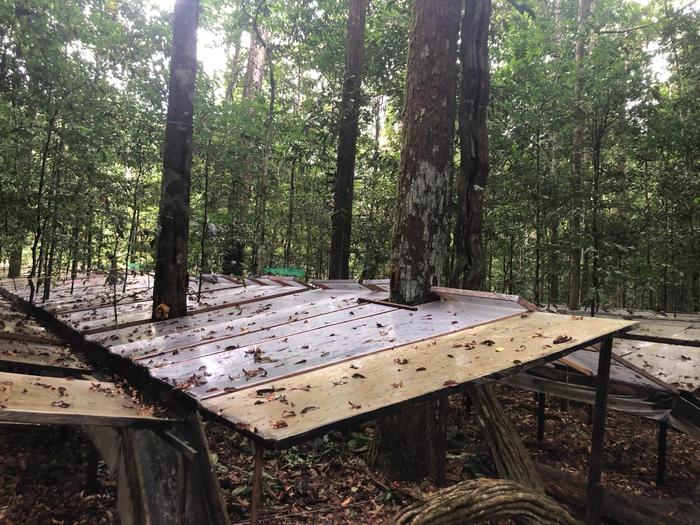 Amazon Faces Biomass Loss Amid Climate-Driven Drought