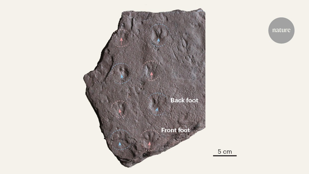 Track record: unexpectedly early reptile claw prints found