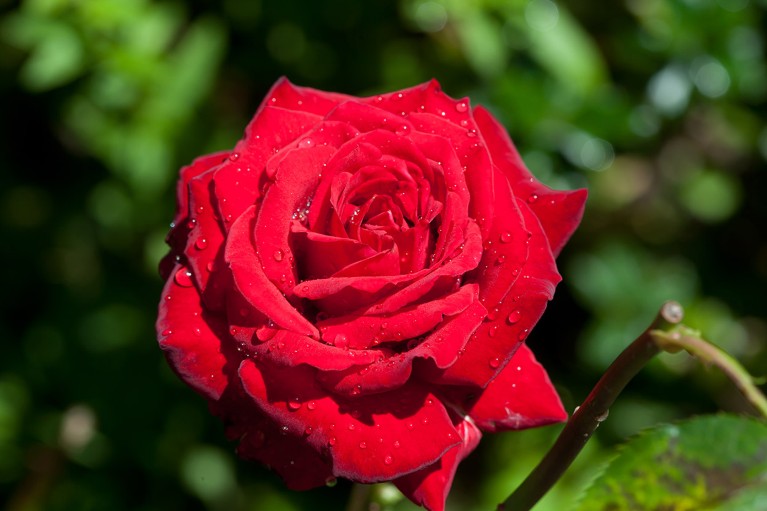 the unusual mathematics that gives rose petals their shape