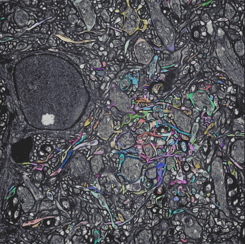 Detailed mouse brain map created with off-the-shelf microscope