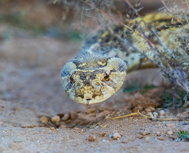 Hyperimmune volunteer enables discovery of a potent snake antivenom