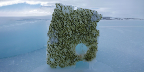 Ice Loss Is Transforming the Light-Absorption Properties of Seawater