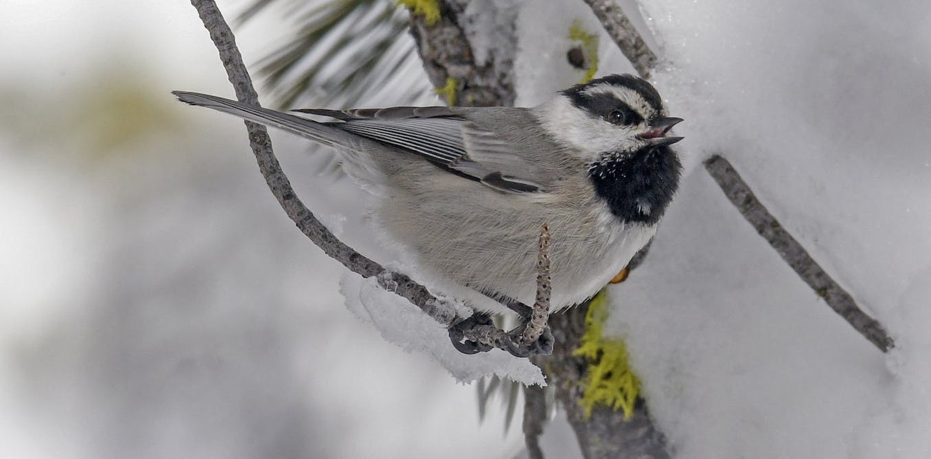 Scientists are decoding the songbird’s complex calls
