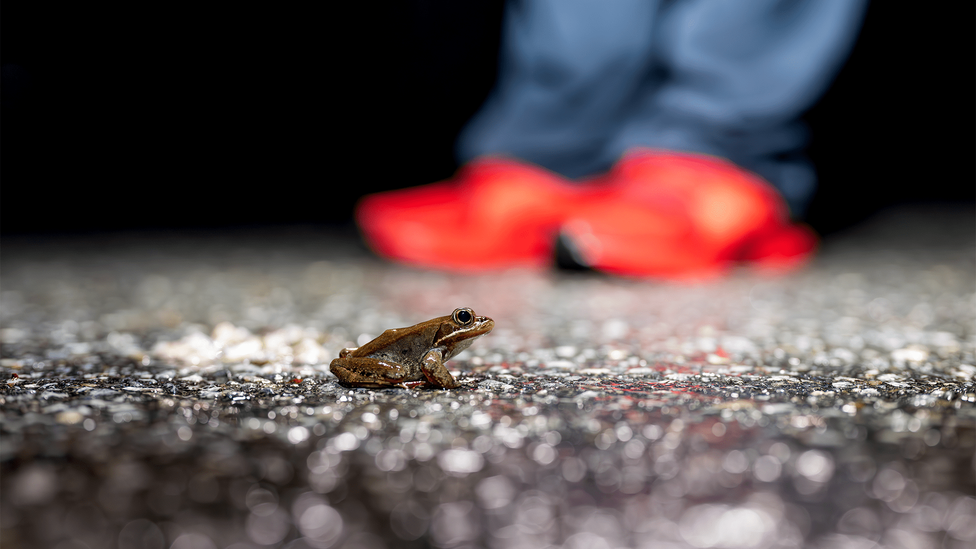 Wildlife underpass reduces squished amphibians by 80%