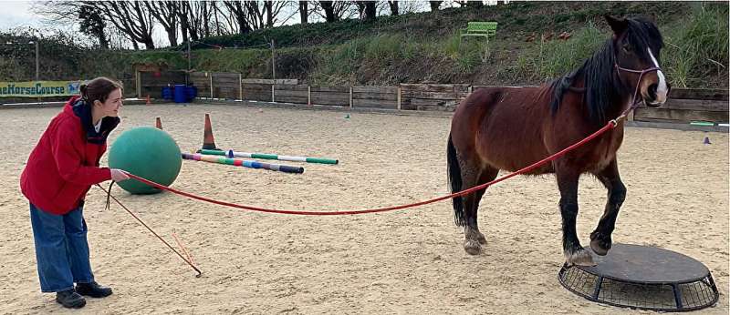 Interactive robots should not just be passive companions—but active partners—like therapy horses, say researchers