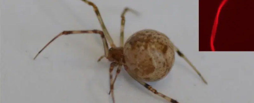 World’s First CRISPR-Edited Spiders Shoot Fluoro Red Silk From Their Butt : ScienceAlert