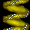 Light-powered artificial muscles for underwater robots with reversible, high-stroke actuation