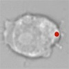 Light-controlled phagobots enable dual optical regulation of living immune microrobots