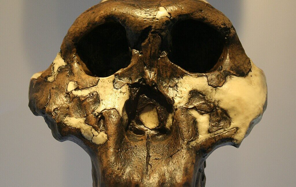 Enigmatic hominin species studied using 2 million-year-old proteins
