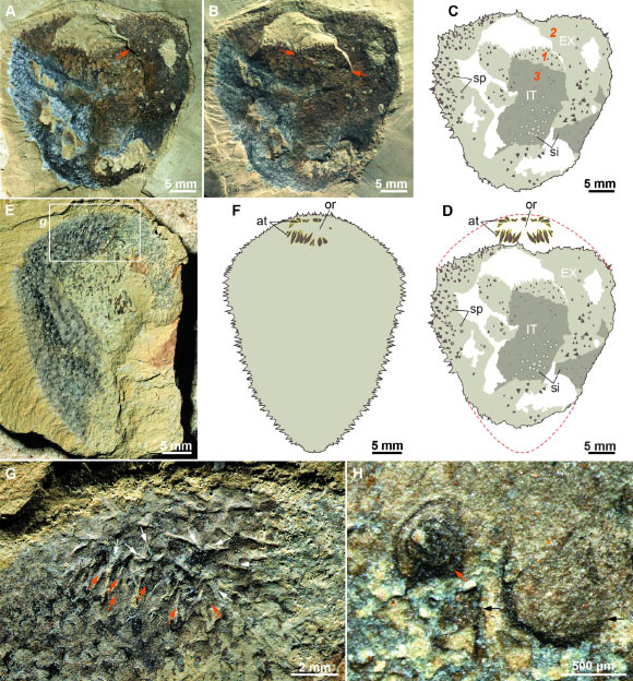 Paleontologists Solve Mystery of Spine-Covered Cambrian Fossil