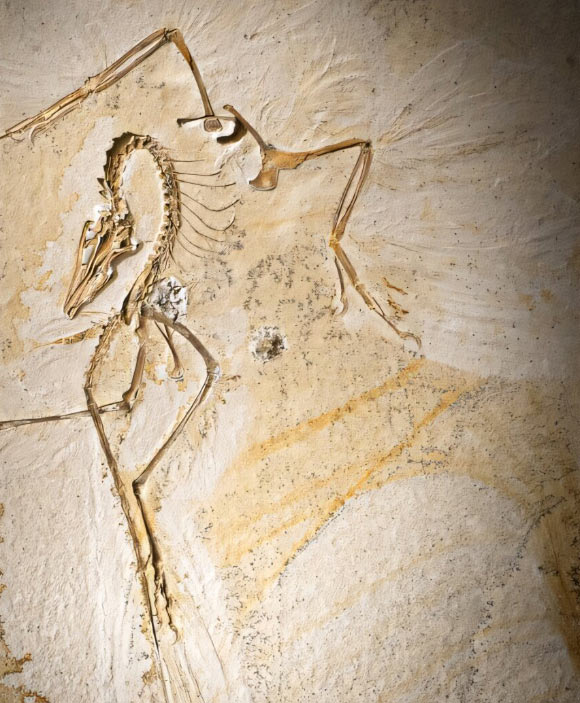 New, Perfectly-Preserved Specimen of Archaeopteryx Discovered