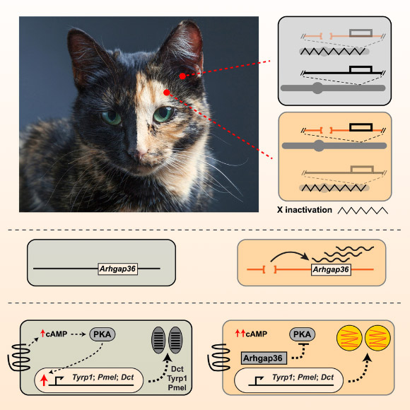 Researchers Identify Genetic Mutation Responsible for Orange Coat in Domestic Cats