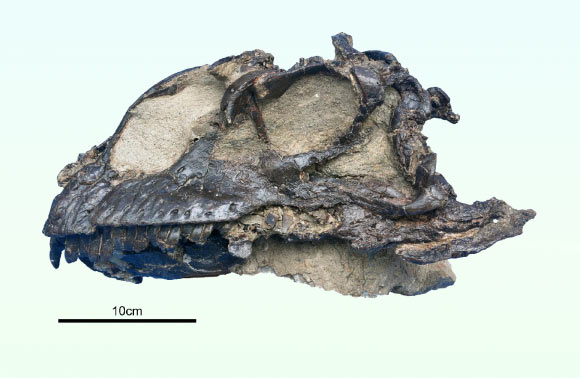 New Species of Jurassic Herbivorous Dinosaur Discovered in China