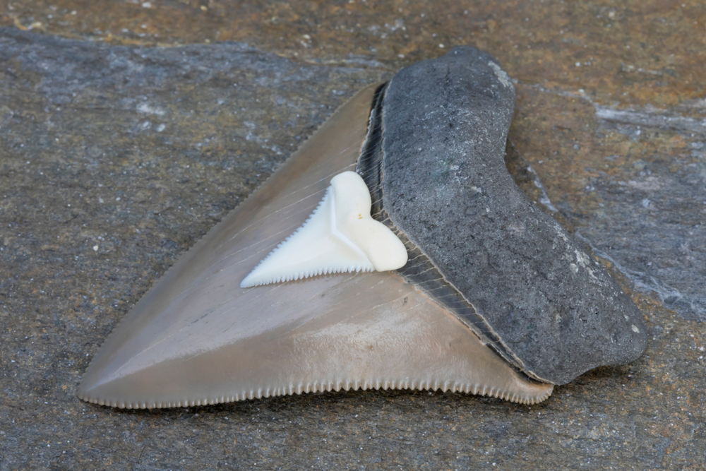 18-Million-Year-Old Megalodon Teeth Reveal the Predator’s Surprising Diet