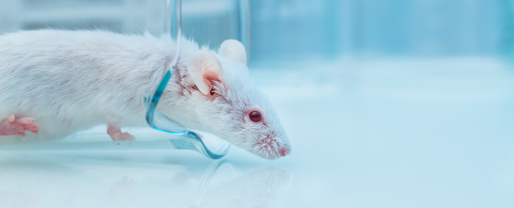 Anti-Aging Cocktail Extends Mouse Lifespan by About 30 Percent : ScienceAlert