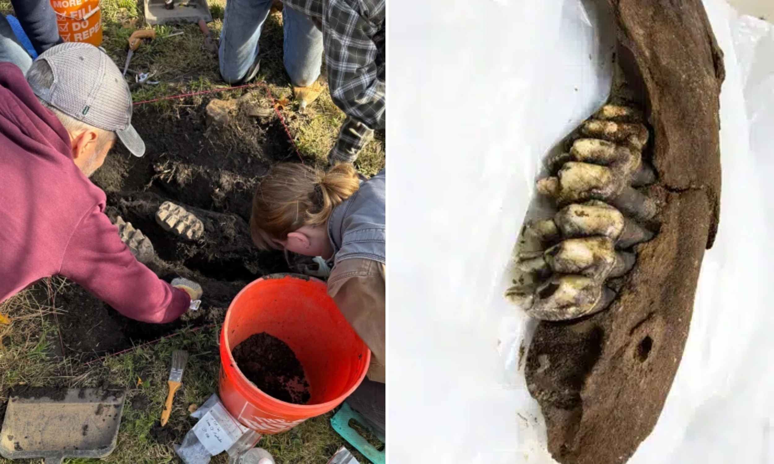 Student discovers a 34,000-year-old mastodon fossil by accident