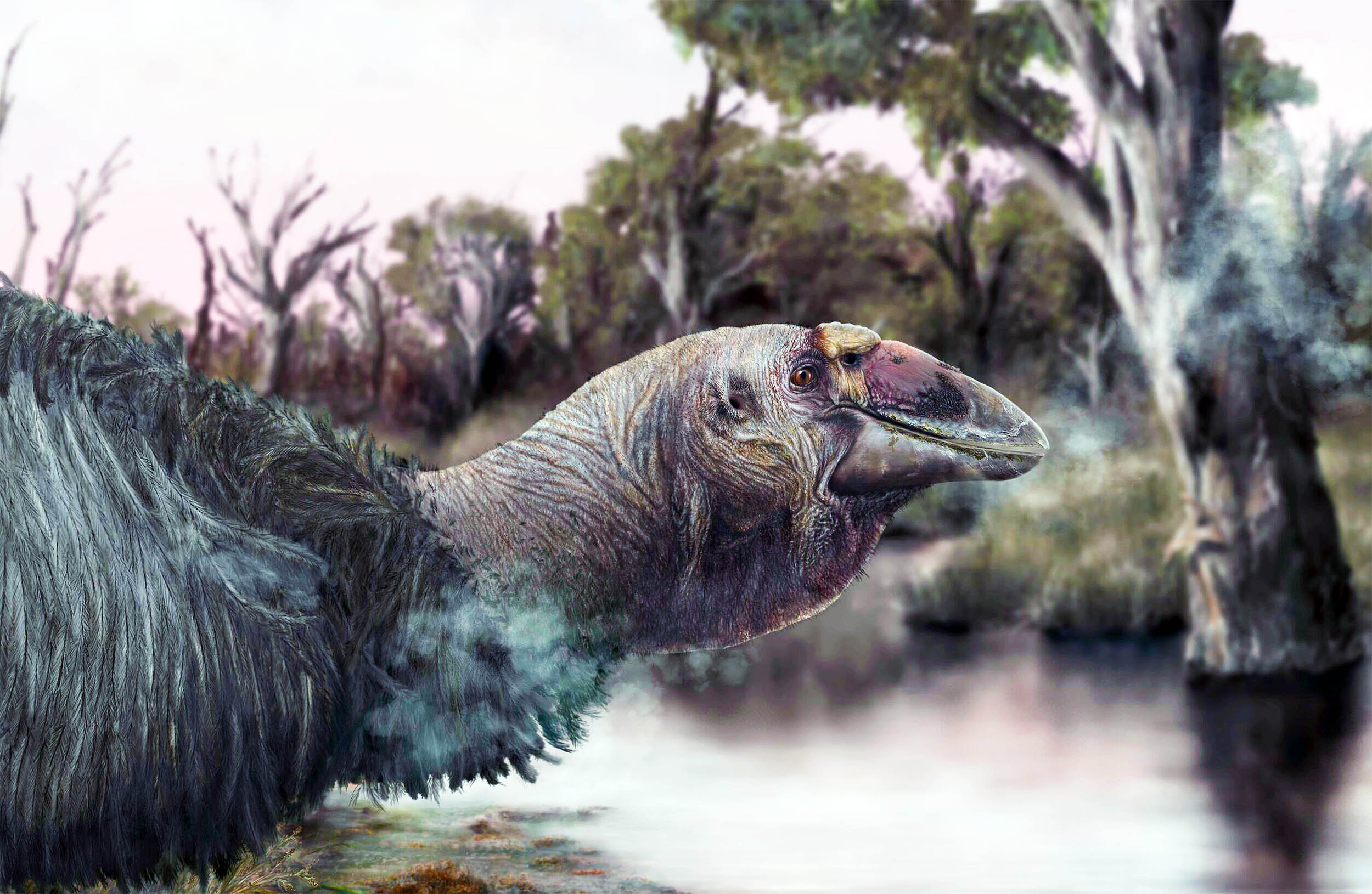 Archaeologists find rare skull of an extinct, massive “thunder bird”