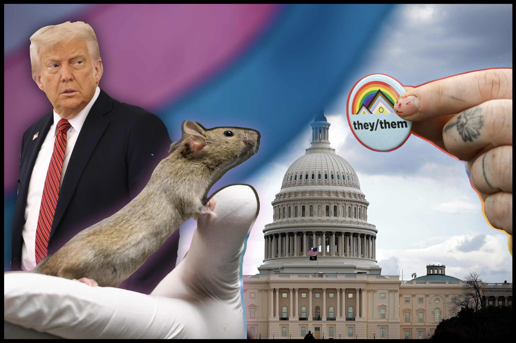 Trump Pushes Debunked Theory of ‘Transgender Mice’ as He Thanks Musk for His ‘Service’