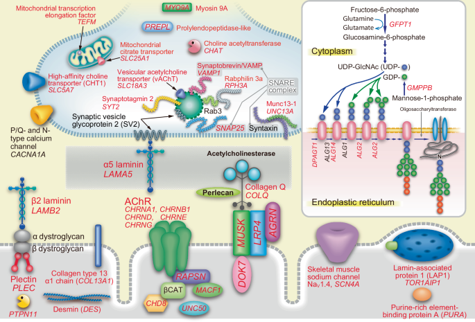 Review of 40 genes causing congenital myasthenic syndromes