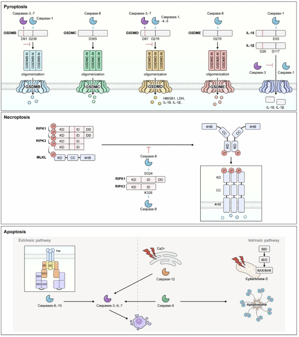 Caspases as master regulators of programmed cell death: apoptosis, pyroptosis and beyond