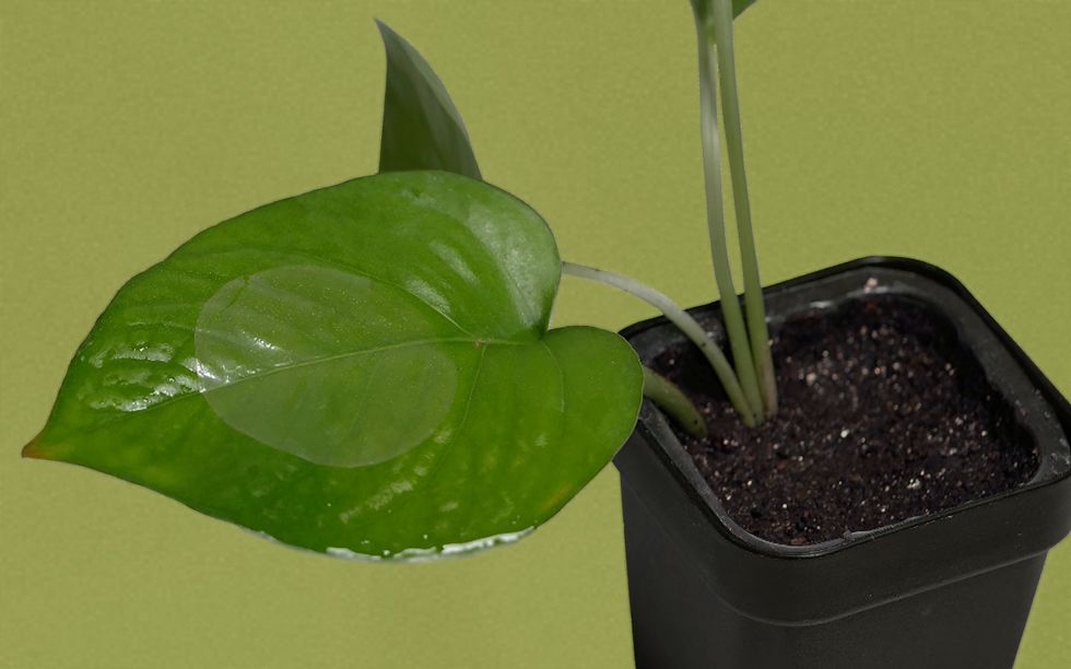 E-Tattoos for Plant Health Monitoring