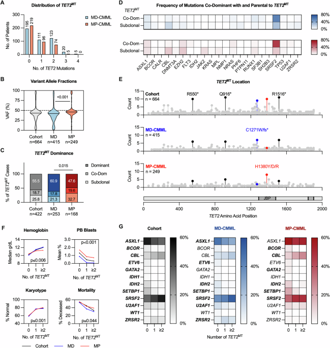 Multiple TET2 mutations confer additional survival benefit in both myelodysplastic and myeloproliferative chronic myelomonocytic leukemia subtypes