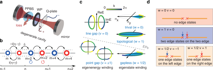 Observing half-integer topological winding numbers in non-Hermitian synthetic lattices