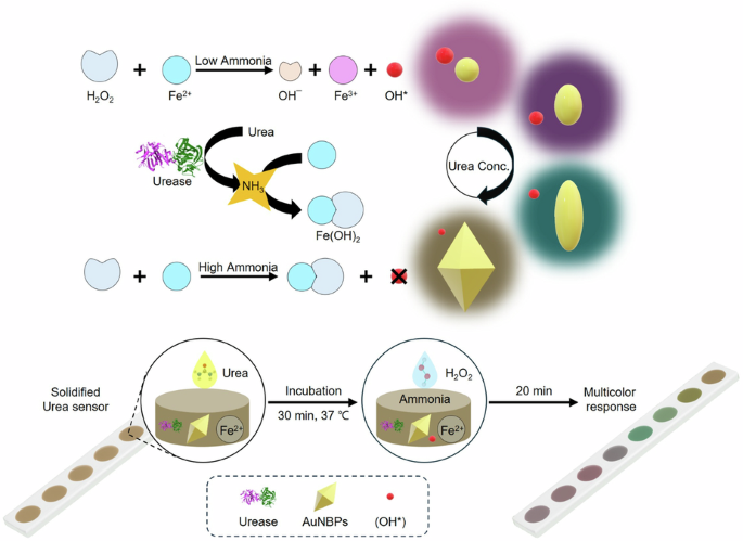 pH-Inhibited Fenton etching of gold nanobipyramids: a multicolor approach for enhanced urea detection