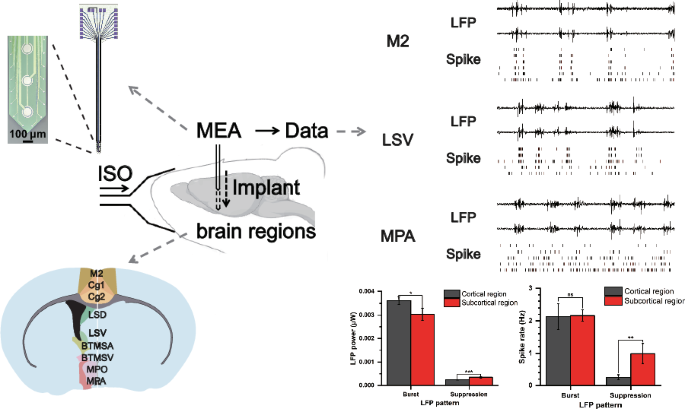High-precision neural information detection of multiple brain regions in mice under different concentrations of isoflurane anesthesia based on microelectrode arrays