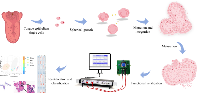 Long-term culture and morphological maturation of taste organoids enhance taste discrimination in a biomimetic biosensor