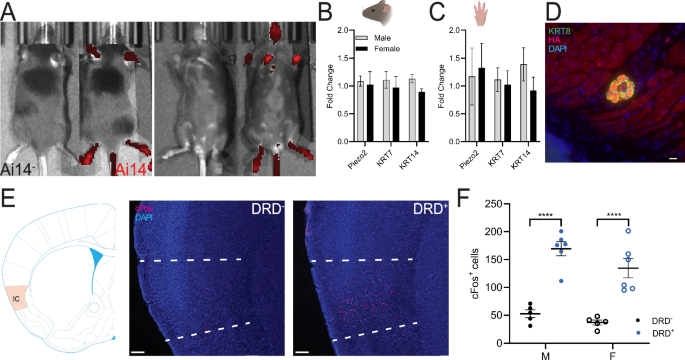 Merkel cell stimulation in fear and sensory signaling