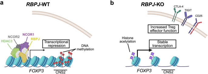 Induced regulatory T cells for therapy: targeting RBPJ to enhance stability and function