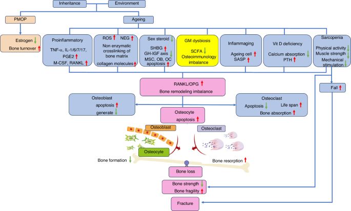 Different role of the gut microbiota in postmenopausal and senile osteoporosis